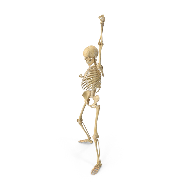 Real Human Female Skeleton Pose PNG & PSD Images Real Human Female Skeleton Pose PNG & PSD Images