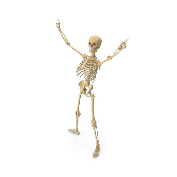Real Human Female Skeleton Pose PNG & PSD Images Real Human Female Skeleton Pose PNG & PSD Images