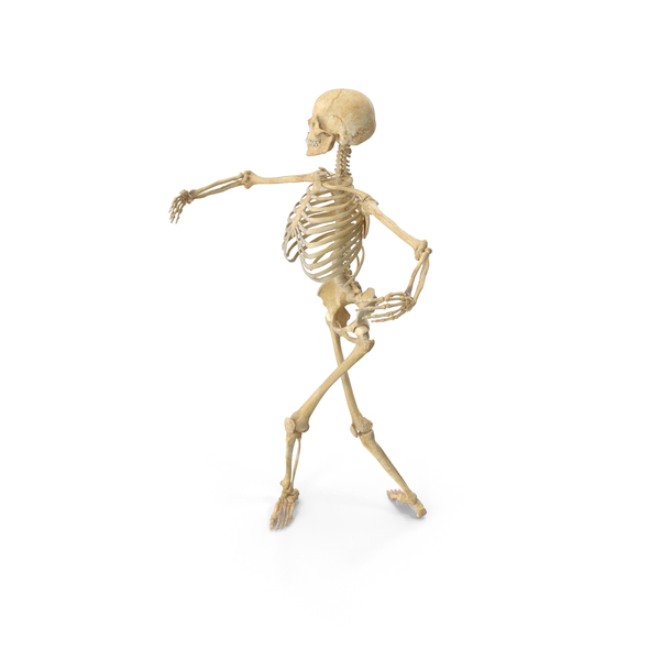 Real Human Female Skeleton Pose PNG & PSD Images Real Human Female Skeleton Pose PNG & PSD Images