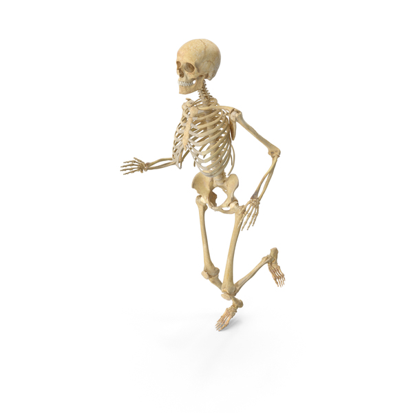 Real Human Female Skeleton Pose PNG Images & PSDs for Download ...