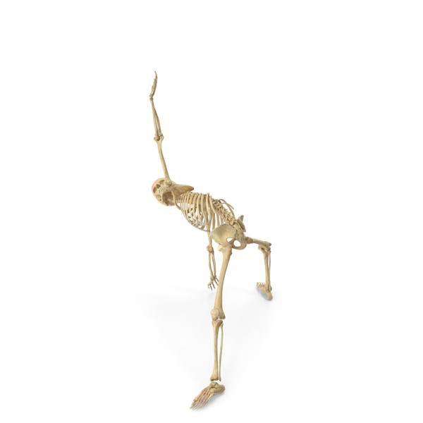 Real Human Female Skeleton Pose PNG & PSD Images Real Human Female Skeleton Pose PNG & PSD Images