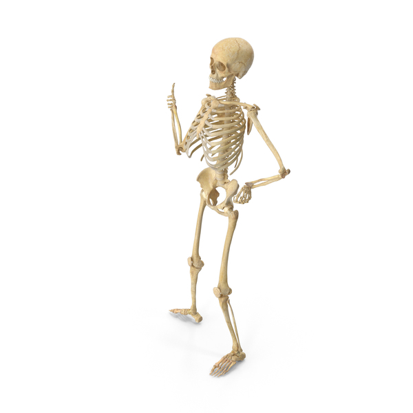 Real Human Female Skeleton Pose PNG & PSD Images Real Human Female Skeleton Pose PNG & PSD Images