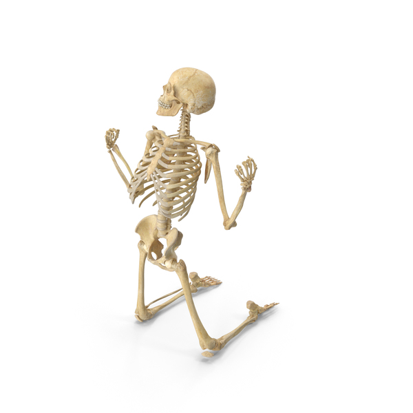 Real Human Female Skeleton Pose PNG & PSD Images Real Human Female Skeleton Pose PNG & PSD Images