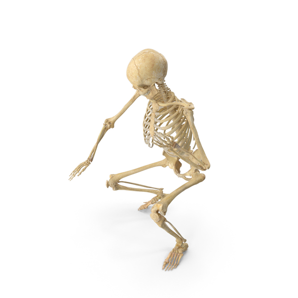 Real Human Female Skeleton Pose PNG Images & PSDs for Download ...