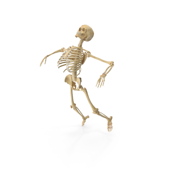 Real Human Female Skeleton Pose PNG Images & PSDs for Download ...