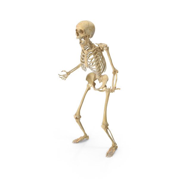 Real Human Female Skeleton Pose PNG & PSD Images Real Human Female Skeleton Pose PNG & PSD Images
