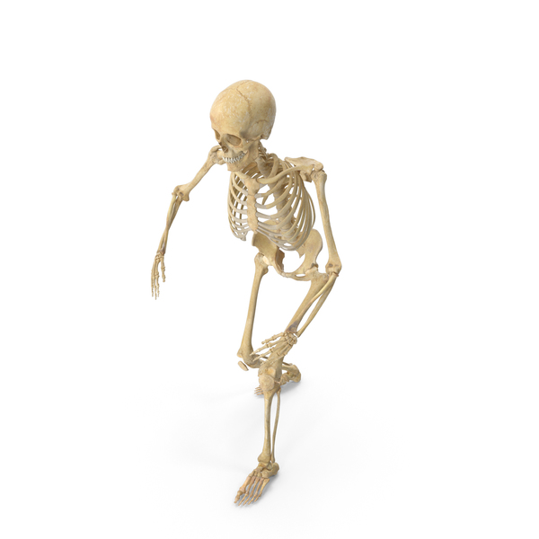 Real Human Female Skeleton Posed PNG & PSD Images Real Human Female Skeleton Posed PNG & PSD Images