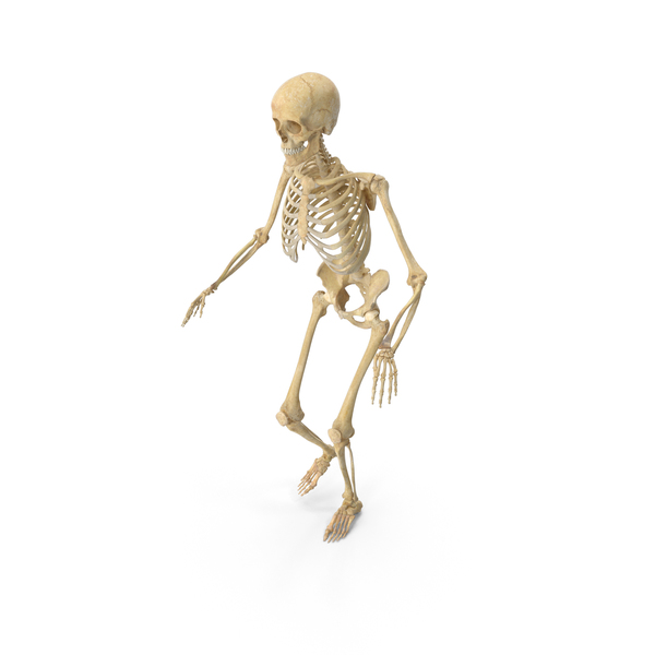 Real Human Female Skeleton Sneaking PNG & PSD Images