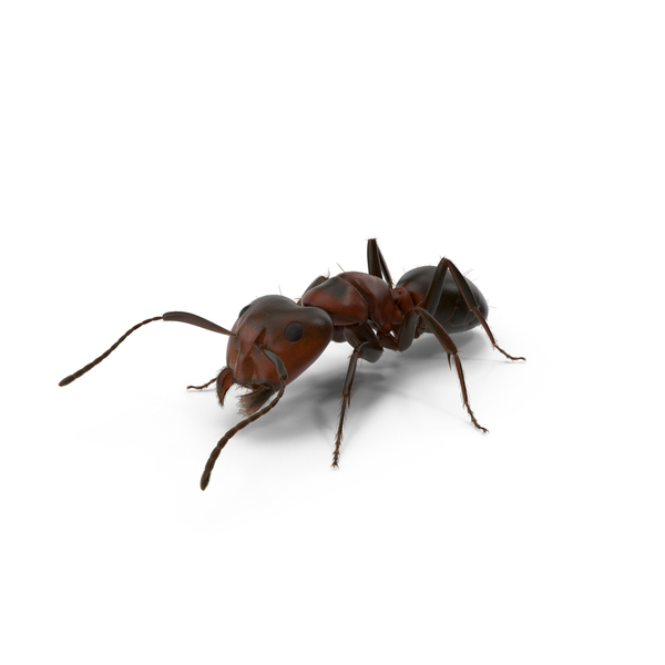Realistic Ant Insect Fur PNG & PSD Images Realistic Ant Insect Fur PNG & PSD Images