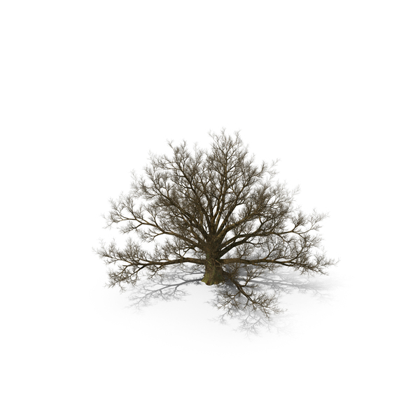 Realistic Bare Oak Tree PNG & PSD Images