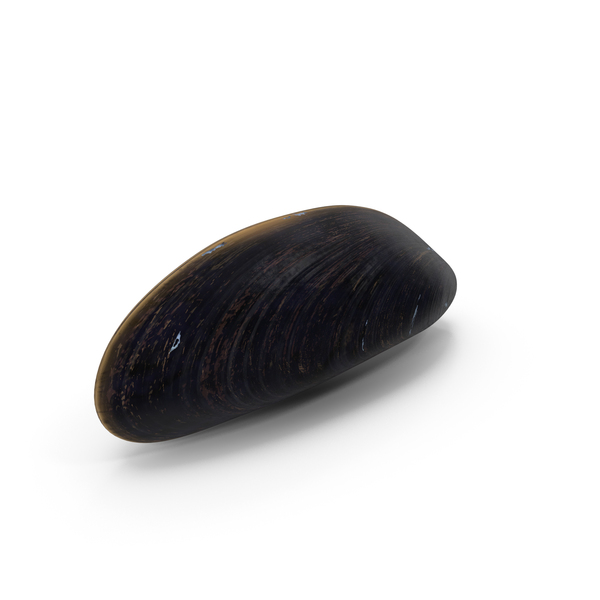 Realistic Clam Shell PNG & PSD Images Realistic Clam Shell PNG & PSD Images