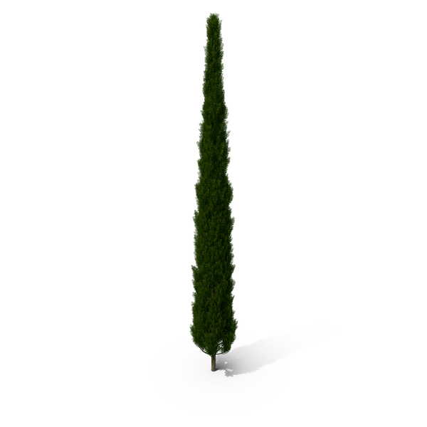 Realistic Cypress Tree PNG & PSD Images Realistic Cypress Tree PNG & PSD Images
