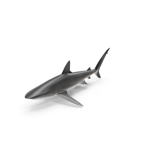 Realistic Dusky Shark PNG Images & PSDs for Download | PixelSquid ...