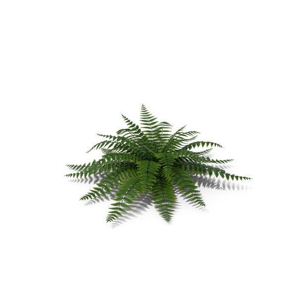 Realistic Fern Plant PNG Images & PSDs for Download | PixelSquid ...