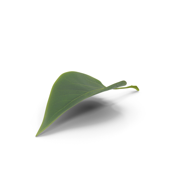 Realistic Green Leaf PNG & PSD Images Realistic Green Leaf PNG & PSD Images