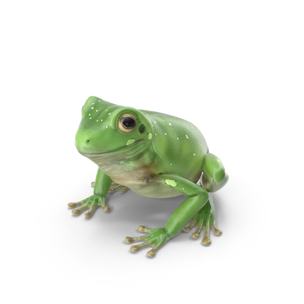 Realistic Green Tree Frog PNG & PSD Images Realistic Green Tree Frog PNG & PSD Images