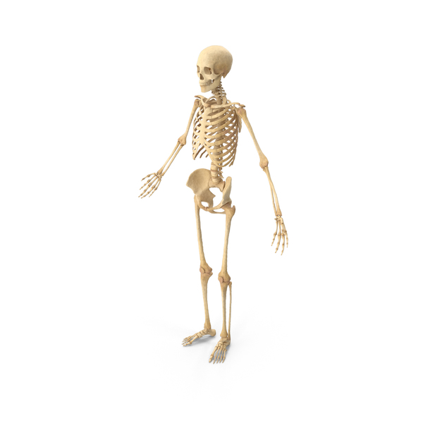 Male: Realistic Human Skeleton PNG & PSD Images