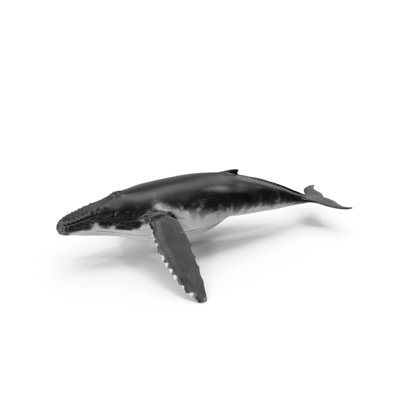 Realistic Humpback Whale PNG & PSD Images Realistic Humpback Whale PNG & PSD Images