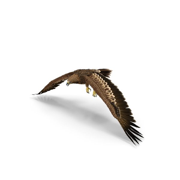 Realistic Imperial Eagle Flying PNG & PSD Images