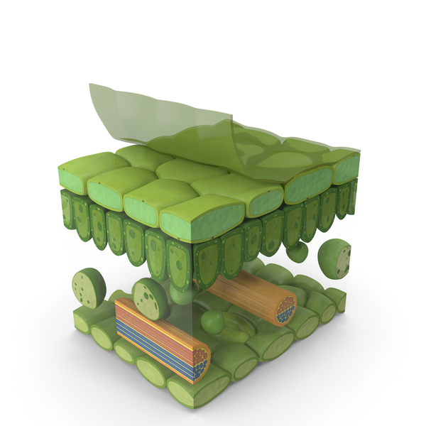 Realistic Leaf Anatomy PNG & PSD Images