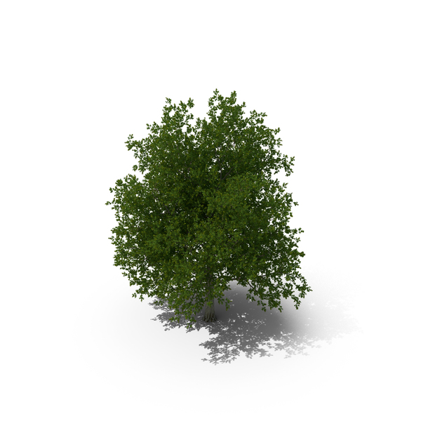 Realistic Maple Tree PNG & PSD Images