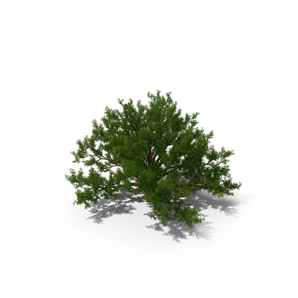 Realistic Oak Tree PNG Images & PSDs for Download | PixelSquid - S12257422F