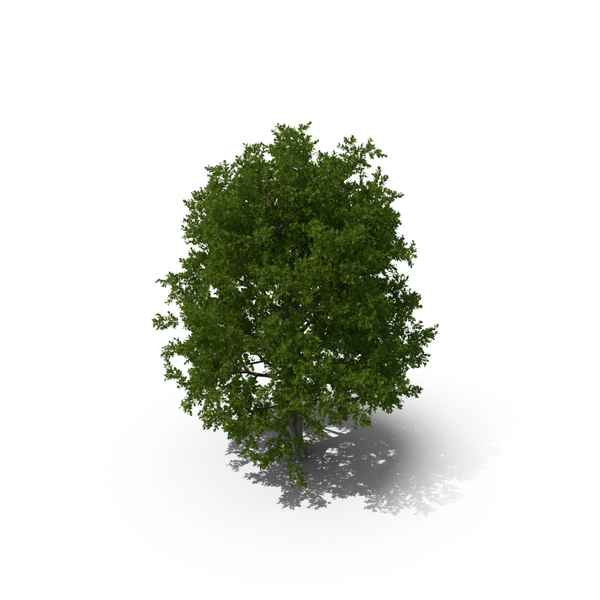 Realistic Oak Tree PNG & PSD Images Realistic Oak Tree PNG & PSD Images