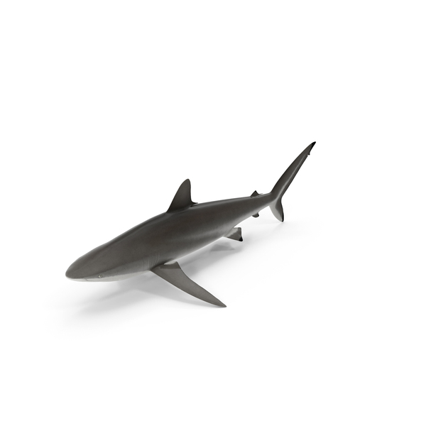 Realistic Silky Shark PNG & PSD Images