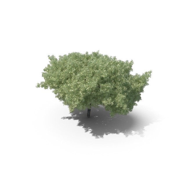 Ash: Realistic Tree PNG & PSD Images Ash: Realistic Tree PNG & PSD Images