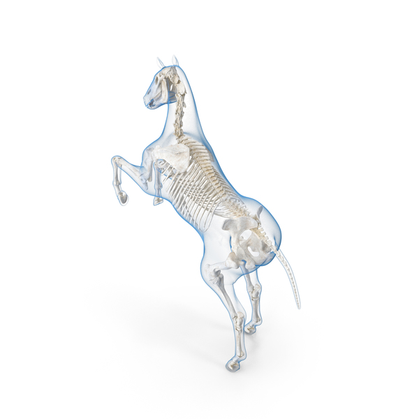 Rearing Horse Envelope with Skeleton PNG & PSD Images
