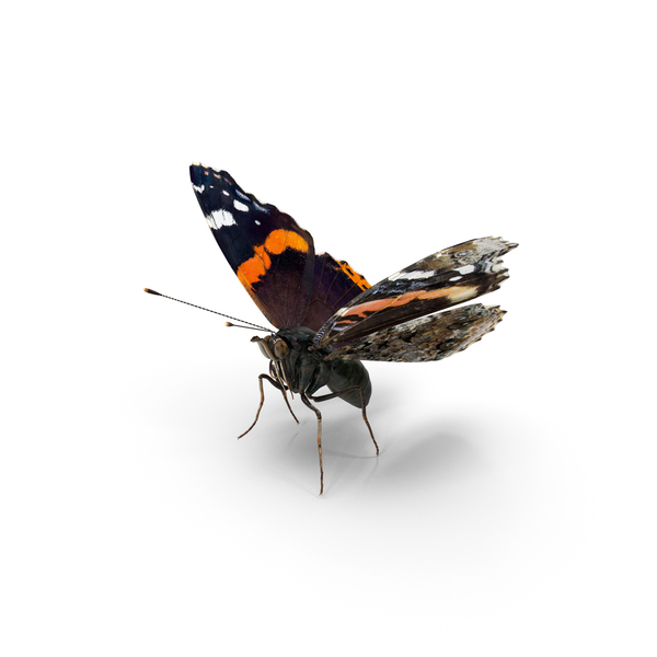 Red Admiral Butterfly Flying Pose PNG & PSD Images Red Admiral Butterfly Flying Pose PNG & PSD Images