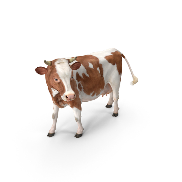 Brown Swiss: Red and White Cow PNG & PSD Images