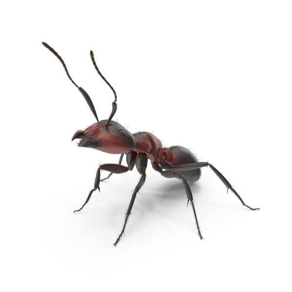 Red Ant PNG & PSD Images Red Ant PNG & PSD Images