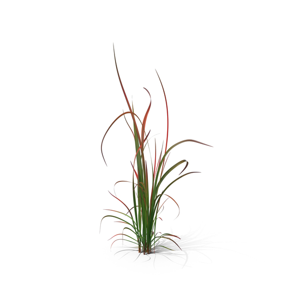 Ornamental: Red Baron Grass PNG & PSD Images Ornamental: Red Baron Grass PNG & PSD Images