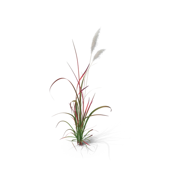 Ornamental: Red Baron Grass PNG & PSD Images Ornamental: Red Baron Grass PNG & PSD Images