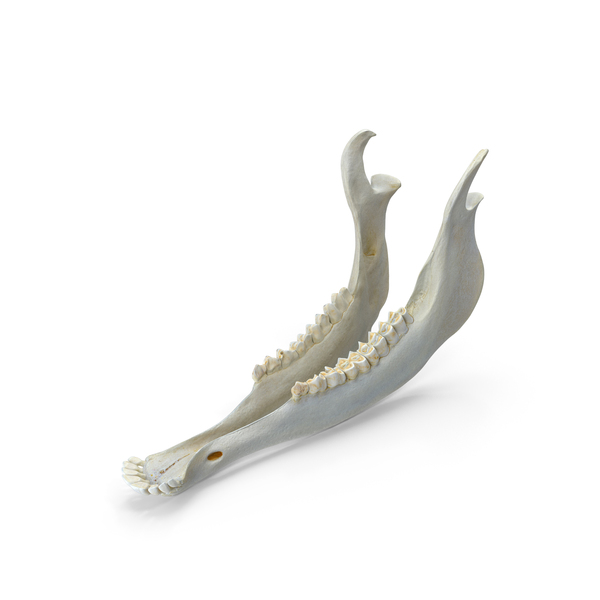 Animal Teeth: Red Deer Cervus Elaphus Female Jaw PNG & PSD Images Animal Teeth: Red Deer Cervus Elaphus Female Jaw PNG & PSD Images