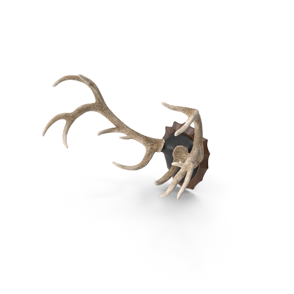 Mounted: Red Deer Stag Antlers on a Wall Mount PNG & PSD Images