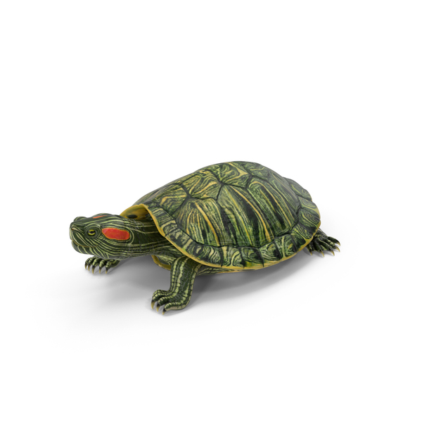 Red Eared: Red Eared Slider PNG & PSD Images Red Eared: Red Eared Slider PNG & PSD Images
