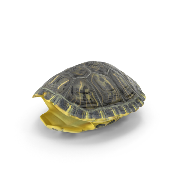 Red Eared Turtle Shell PNG & PSD Images Red Eared Turtle Shell PNG & PSD Images