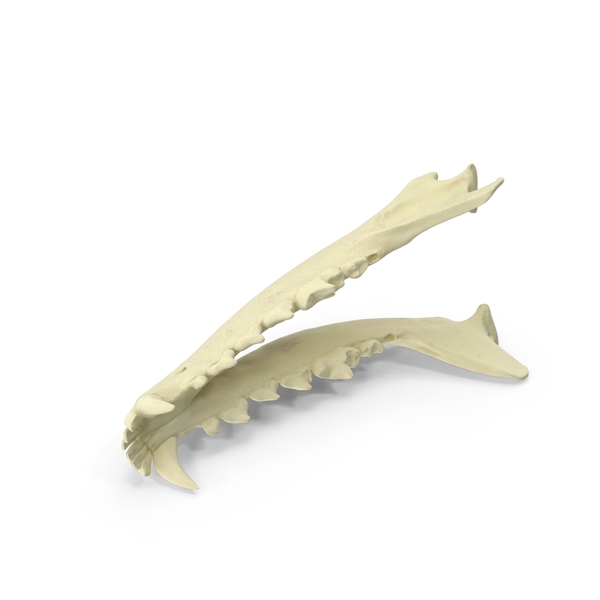 Animal Skull: Red Fox Jaw PNG & PSD Images Animal Skull: Red Fox Jaw PNG & PSD Images