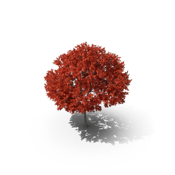Red Maple Tree PNG & PSD Images Red Maple Tree PNG & PSD Images