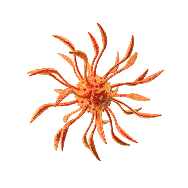 Virus: Red Microorganism PNG & PSD Images Virus: Red Microorganism PNG & PSD Images