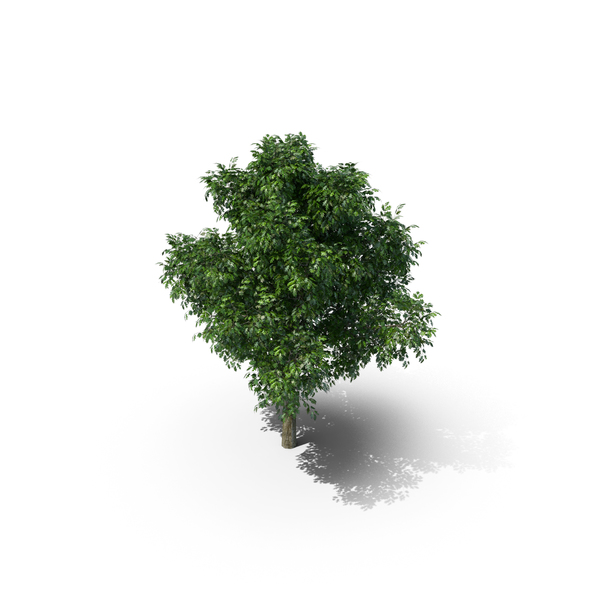 Red Oak Tree PNG & PSD Images Red Oak Tree PNG & PSD Images