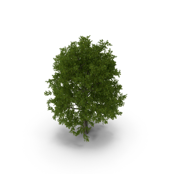 Red Oak Tree Summer PNG & PSD Images Red Oak Tree Summer PNG & PSD Images