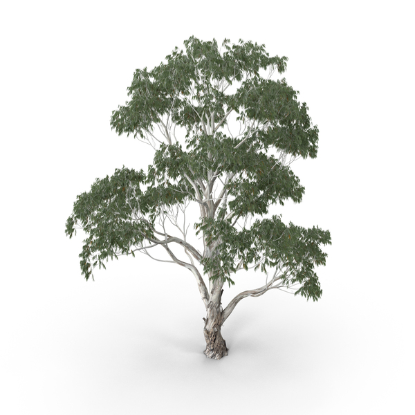 Red River Gum Tree PNG & PSD Images Red River Gum Tree PNG & PSD Images