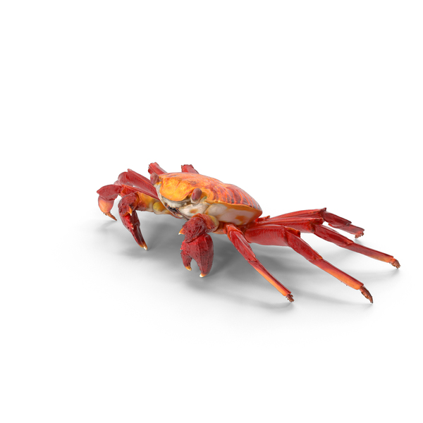 Red Rock Crab PNG Images & PSDs for Download | PixelSquid - S111224069