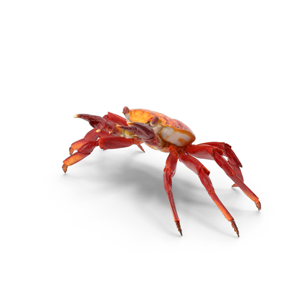 Red Rock Crab PNG & PSD Images