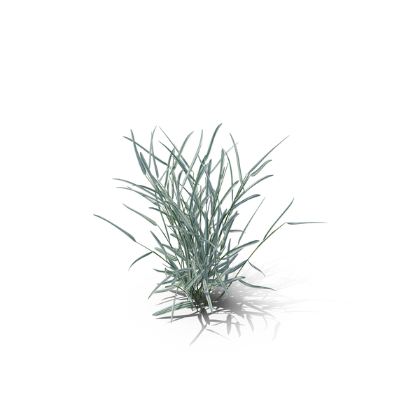 Grasses: Reed Canary Grass PNG & PSD Images Grasses: Reed Canary Grass PNG & PSD Images