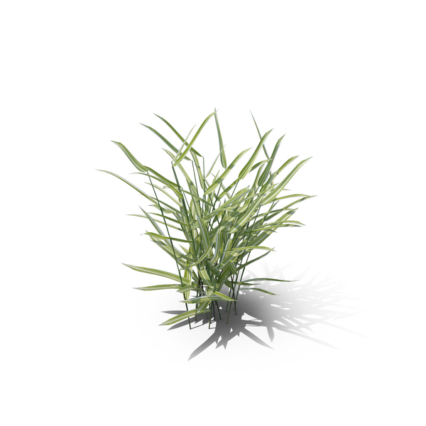 Grasses: Reed Canary Grass PNG & PSD Images Grasses: Reed Canary Grass PNG & PSD Images