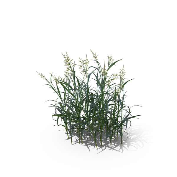 Reedgrass: Reed Canary Grass (Phalaris Arundinacea) PNG & PSD Images